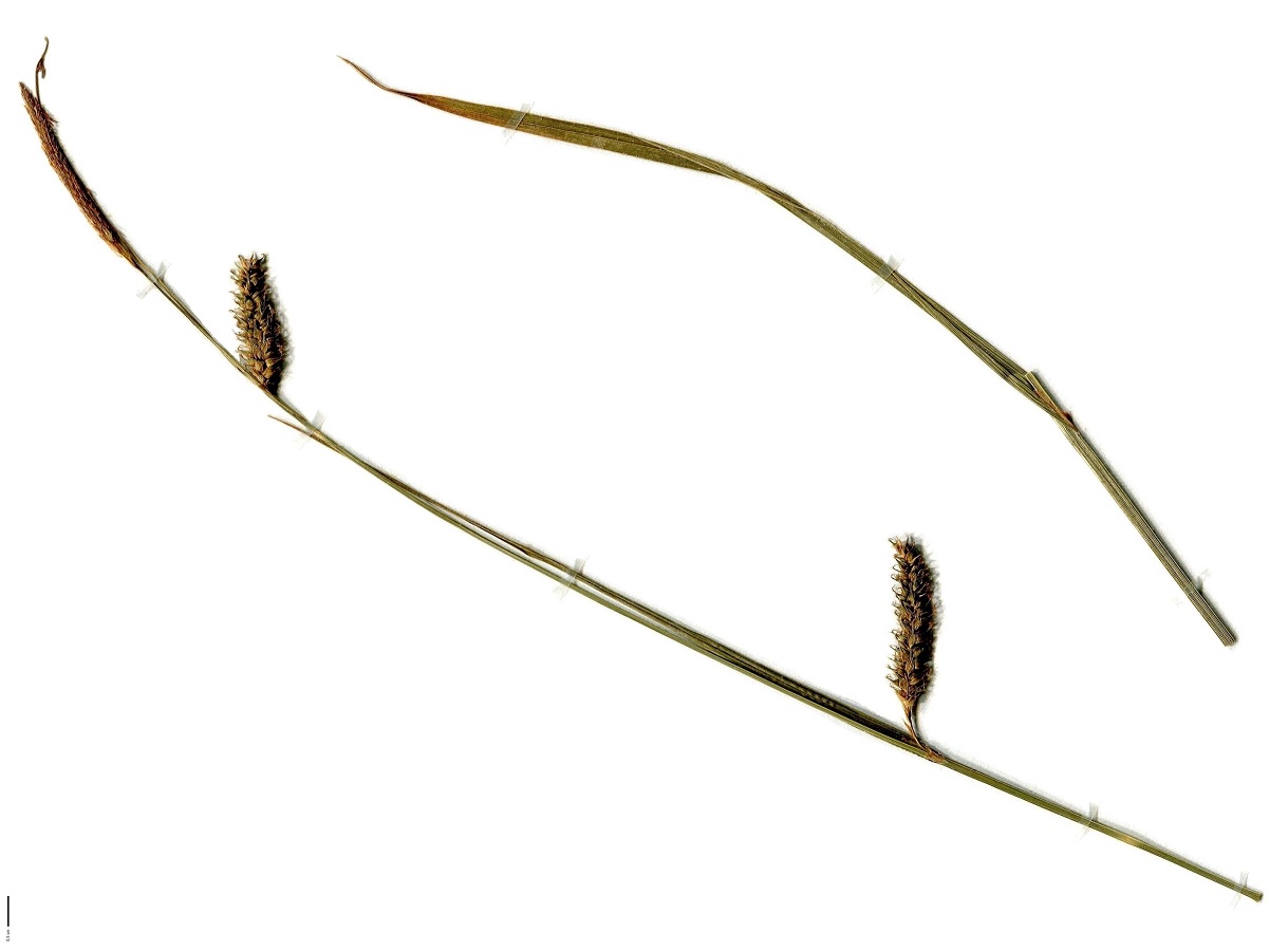Carex laevigata (Cyperaceae)